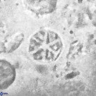Catinaster coalitus 29261