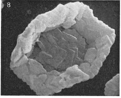 Corollithion completum 3312