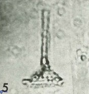 Cretarhabdus conicus 9851