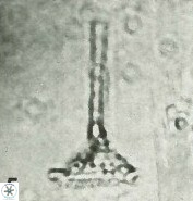 Cretarhabdus conicus 9851