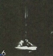 Cretarhabdus conicus 9851