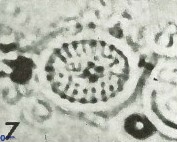 Cretarhabdus conicus 9851