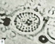 Cretarhabdus conicus 9851