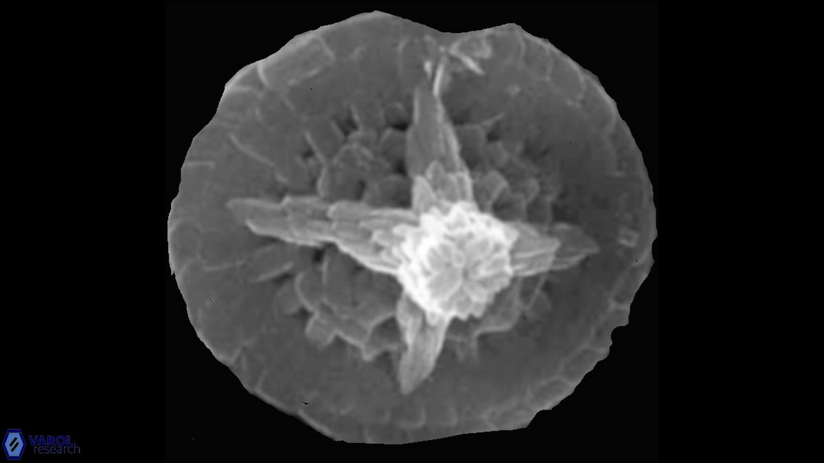 C conicus mutterlosa SEM a