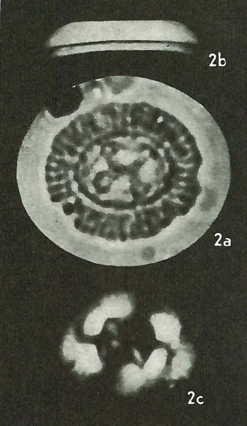 Sullivania consueta 63953