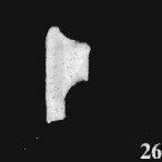 Ceratolithina copis 18587