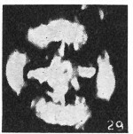 Grantarhabdus coronadventis 8996