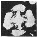 Grantarhabdus coronadventis 8996