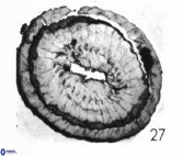 Watznaueria coronata 39865