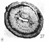 Watznaueria coronata 39865