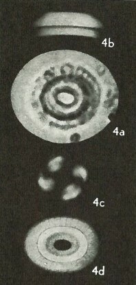 Coccolithus crassus VR 10763