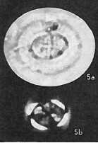 C cribellus 1b A