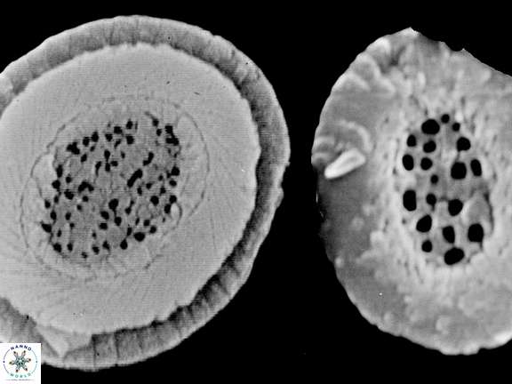 C cribellus a