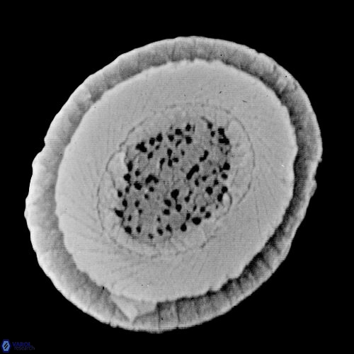 C cribellus 1b A