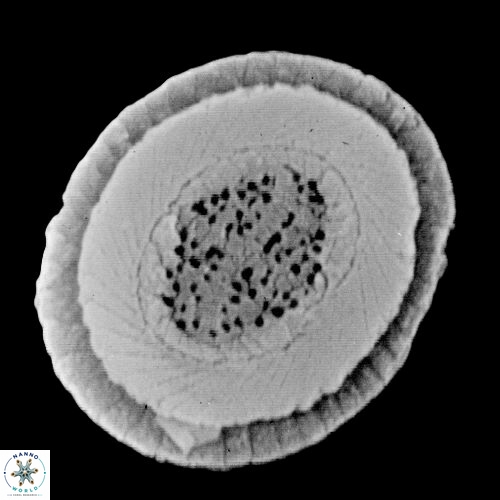 C cribellus 1b A
