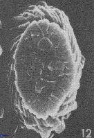 Neocrepidolithus cruciatus VR 01983