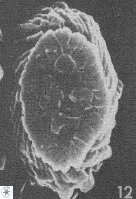 Neocrepidolithus cruciatus VR 01983