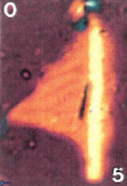 Ceratolithina cruxii 17626