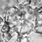 Cyclagelosphaera deflandrei 3811