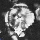 Cyclagelosphaera deflandrei 3811