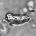 Cyclagelosphaera deflandrei 3811