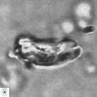 Cyclagelosphaera deflandrei 3811