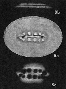 Ellipsolithus distichus VR 01443