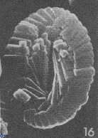 Neocrepidolithus dirimosus VR 01888