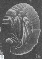 Neocrepidolithus dirimosus VR 01888