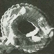 Reticulofenestra doronicoides 947 1