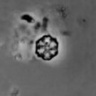 Corollithion exiguum 22