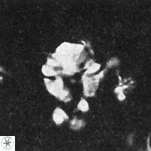 Cribrocorona echinus 13861