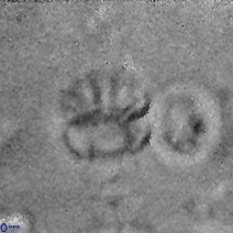 Cribrocorona echinus 13861