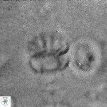Cribrocorona echinus 13861