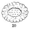 Cribrosphaerella ehrenbergii 9912