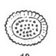 Cribrosphaerella ehrenbergii 9912