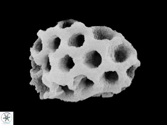 C ellipticus