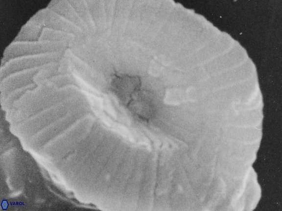 Campylosphaera eroskayii VR 025417