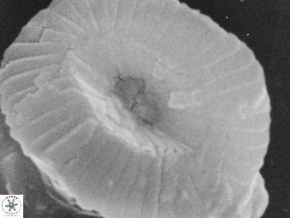 Campylosphaera eroskayii VR 025417