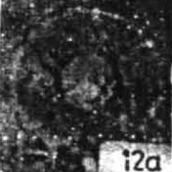 Tonromeinia esnaensis 25395