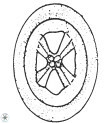 Chiastozygus fessus 6147