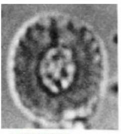 Heterorhabdus ficula 8705