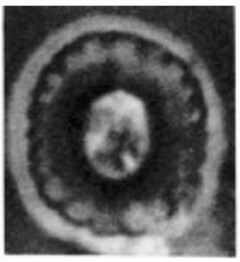 Heterorhabdus ficula 8705