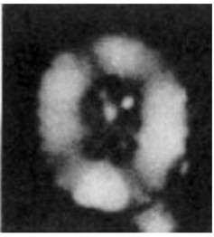 Heterorhabdus ficula 8705