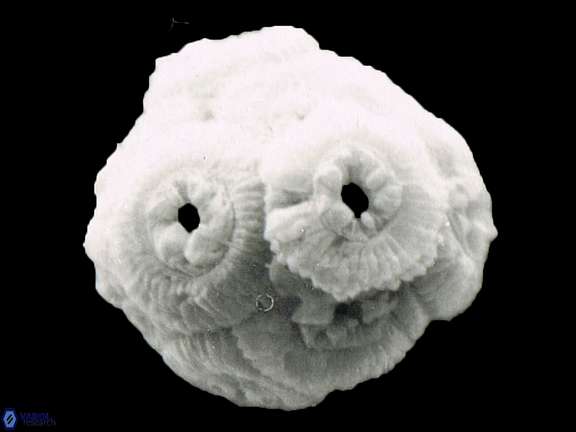 C floridanus coccosphere b