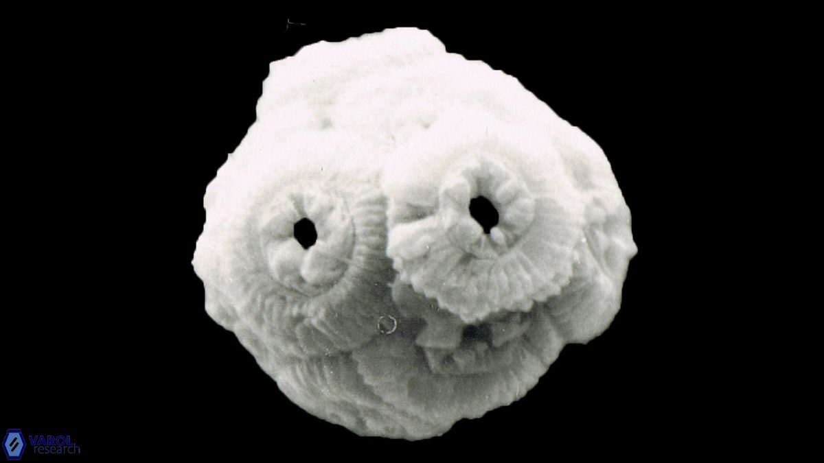 C floridanus coccosphere b