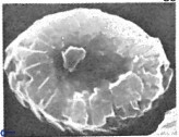 Neocrepidolithus fossus 22871