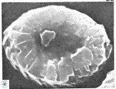 Neocrepidolithus fossus 22871