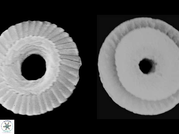 C formosus 2