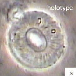 Calcidiscus gallagheri 28115